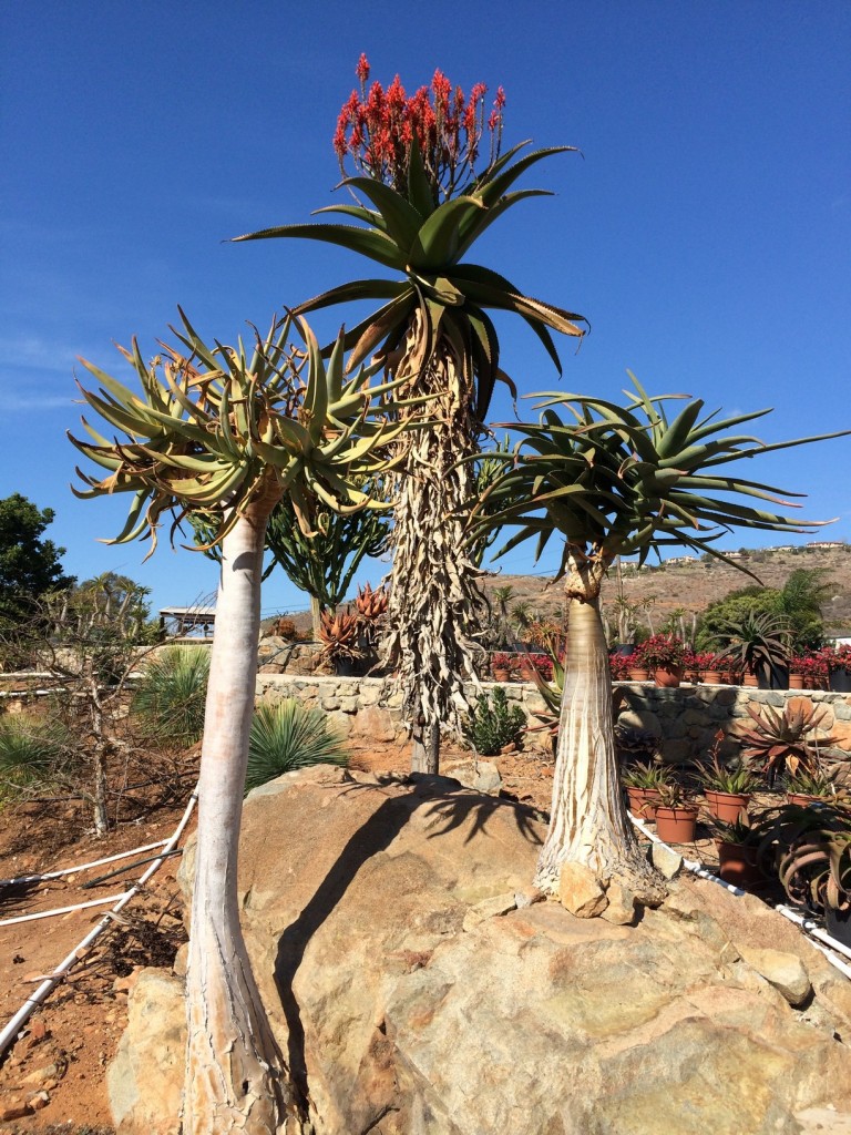 Aloe vaombe flowering