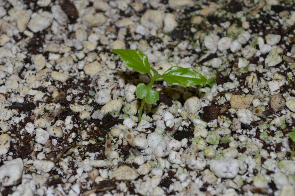 Radermachera ignea seedling