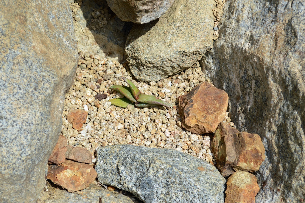 Aloe pearsonii in Landscape