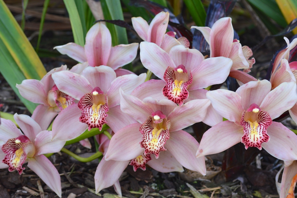 Pink-Flowering Cymbidium Orchid