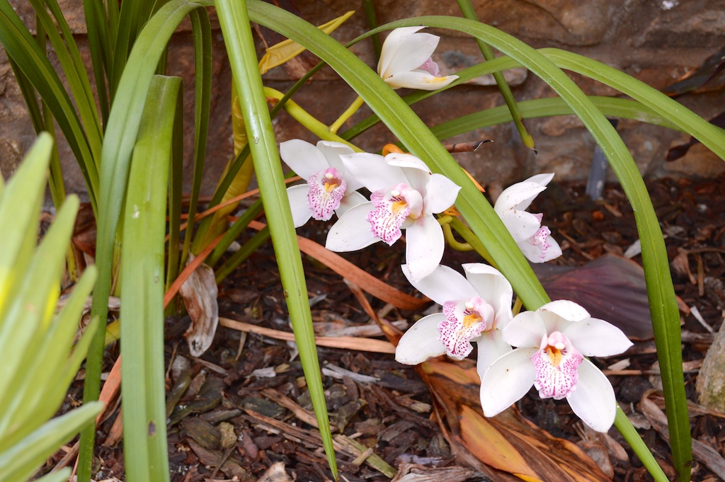 White-Flowering Cymbidium Orchid