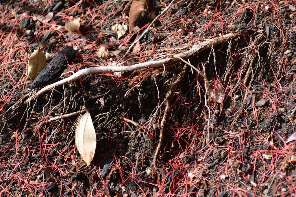 Metrosideros polymorpha "Springfire" Invasive Roots