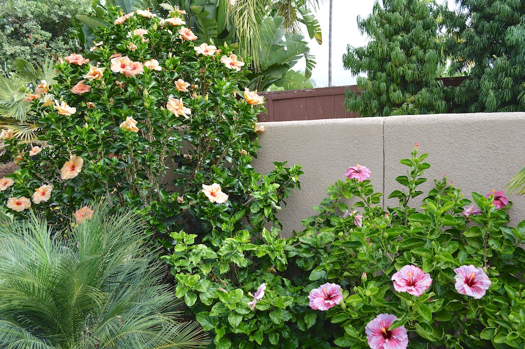 How to Care for Hibiscus Plants in Southern California - Anawalt Lumber Blog