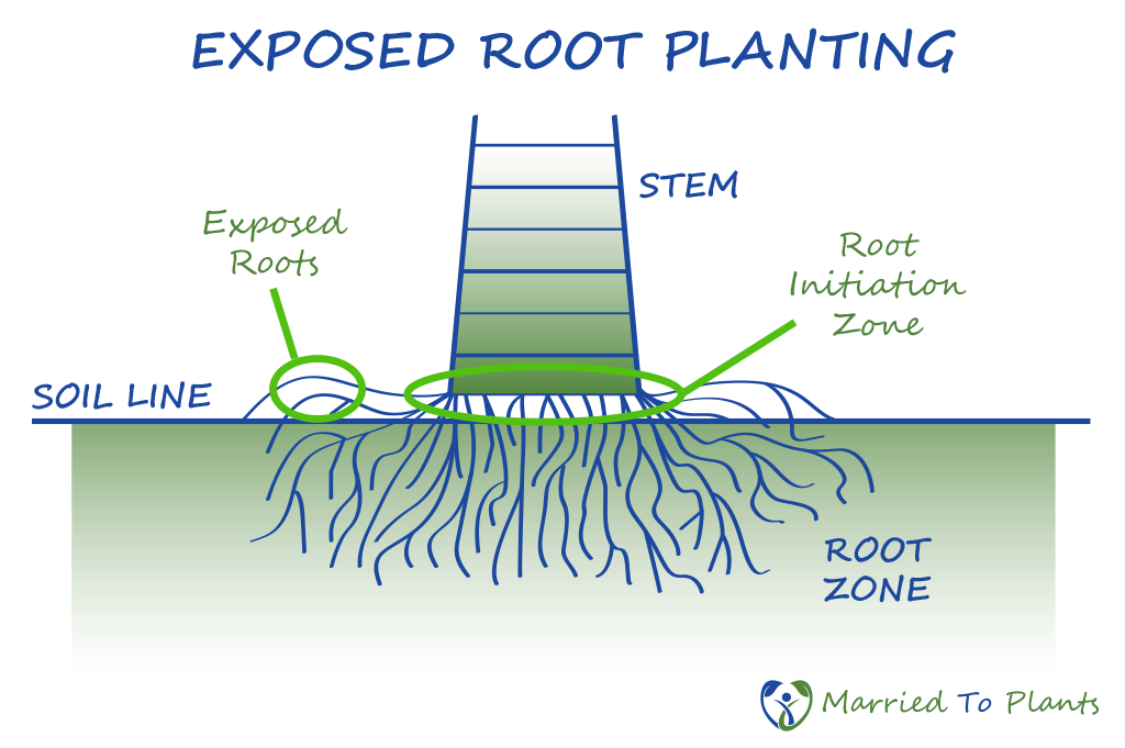 windmill palm tree root system